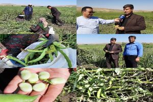 آغاز برداشت باقلا در سرپل ذهاب
