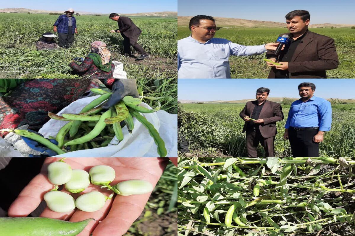 برداشت باقلا