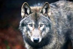 راز تاریخی گرگ ها فاش شد