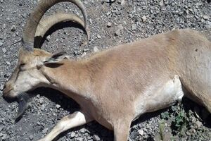 38 رأس کل و بز وحشی قربانی طاعون در طبیعت مازندران