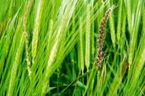 آغاز مبارزه با بیماری های مزارع گندم و جو در 977 هکتار در استان اصفهان