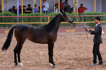 ساخت اولین مرکز تشخیص بیماری‌های اسب کشور در آق قلا با 40 درصد پیشرفت فیزیکی