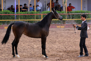 ساخت اولین مرکز تشخیص بیماری‌های اسب کشور در آق قلا با 40 درصد پیشرفت فیزیکی