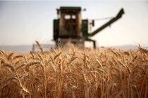 ۲۰ درصد گندم کشور در خوزستان تولید می شود