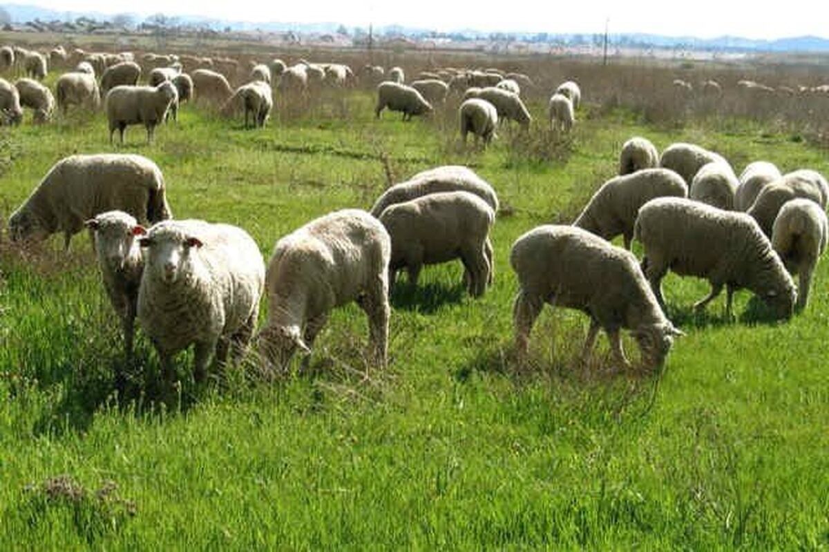 چرای دام