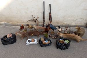 کشف 15 گونه تاکسیدرمی شده حیات وحش و 2 قبضه سلاح شکاری قاچاق