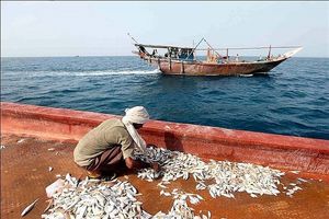 38 درصد از آبزیان کشور در هرمزگان صید می شود