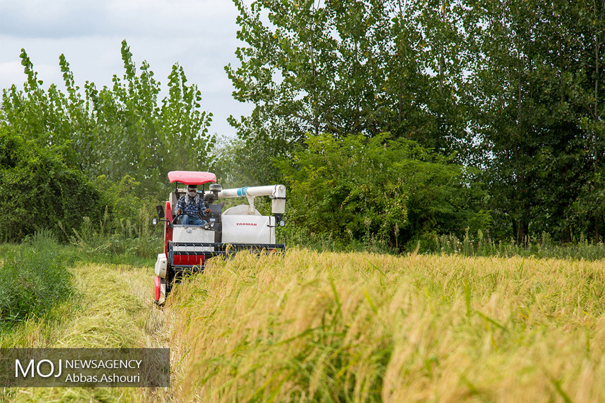 برداشت برنج در شالیزارهای گیلان