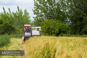 سیاست عدم حمایت از کشت برنج در کشور پیگیری می شود