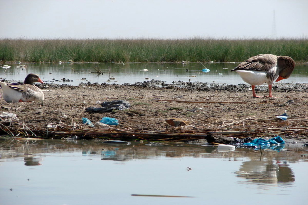تالاب شادگان