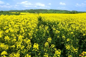 برداشت کلزا از مزارع آذربایجان غربی آغاز شد