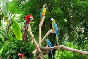 تشکیل مجمع و دبیرخانه دائمی باغ های پرندگان کشور