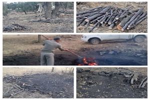 دستگیری متخلفان قطع درختان جنگلی هلن