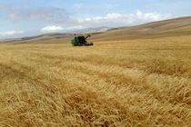 پول کشاورزان تا ۳روز کاری بعد از انجام معامله به حساب آنها واریز می‌شود 