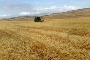 پول کشاورزان تا ۳روز کاری بعد از انجام معامله به حساب آنها واریز می‌شود 