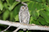 رصد مرغ حق جنوبی و دم‌سرخ معمولی در تفت+فیلم 