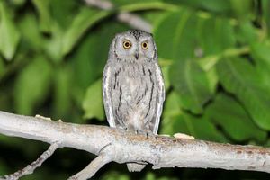 رصد مرغ حق جنوبی و دم‌سرخ معمولی در تفت+فیلم 