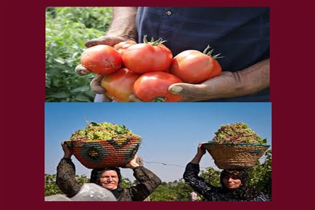 بانک کشاورزی