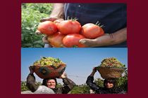 جشنواره های نگین سرخ جالیز و خوشه های زرین ویژه گوجه کاران و باغداران انگور استان قزوین