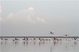 پرورش ماهیان بومی در تالاب‎های گلستان توسعه می‎یابد