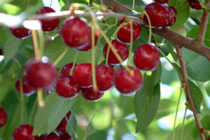 برداشت سالانه بیش از 2 هزارتن آلبالو در فلاورجان