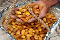 آغاز برداشت رطب آل مهتری از نخلستان‌های شمیل بندرعباس؛ پیش‌بینی تولید بیش از ۲۲۸۰ تن خرما