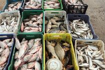 بازار تخصصی عرضه محصولات آبزی در اردبیل ایجاد می شود