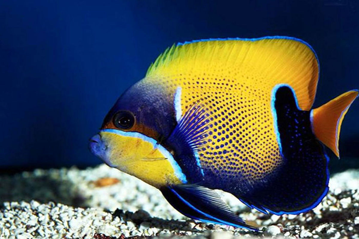 اصفهان- ماهی زینتی