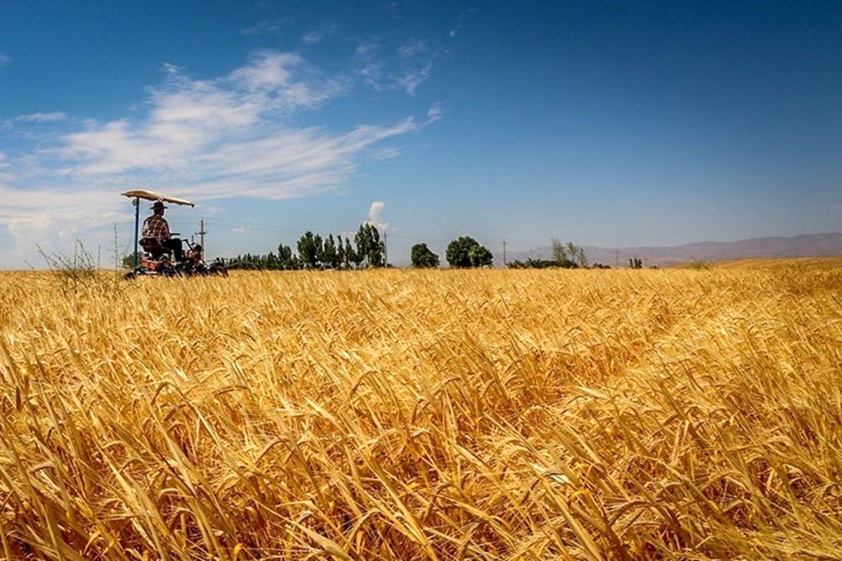 ۳۴۵ هزار هکتار گندم در استان گلستان