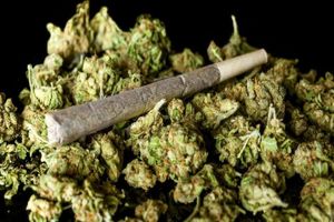 دستگیری فروشنده ماده مخدر گل در کاشان