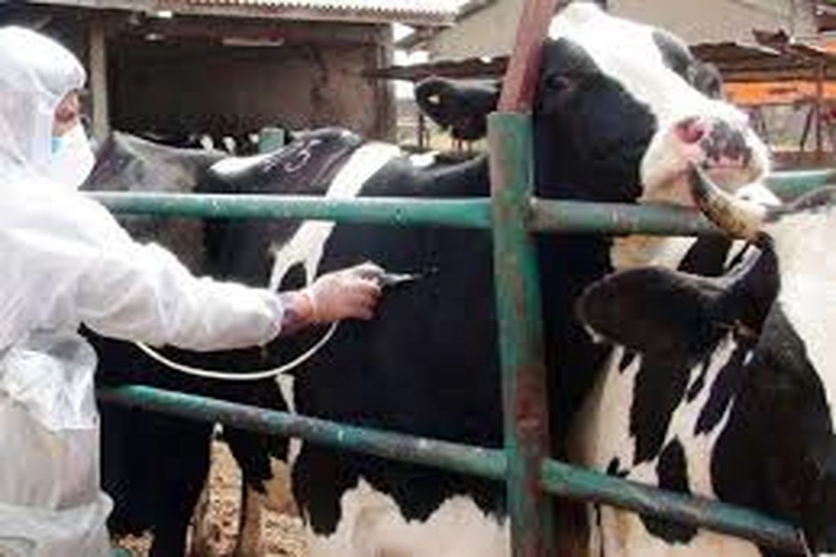 اصفهان- واکسیناسیون دام