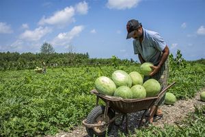 آغاز برداشت هندوانه پاییزه در جاسک