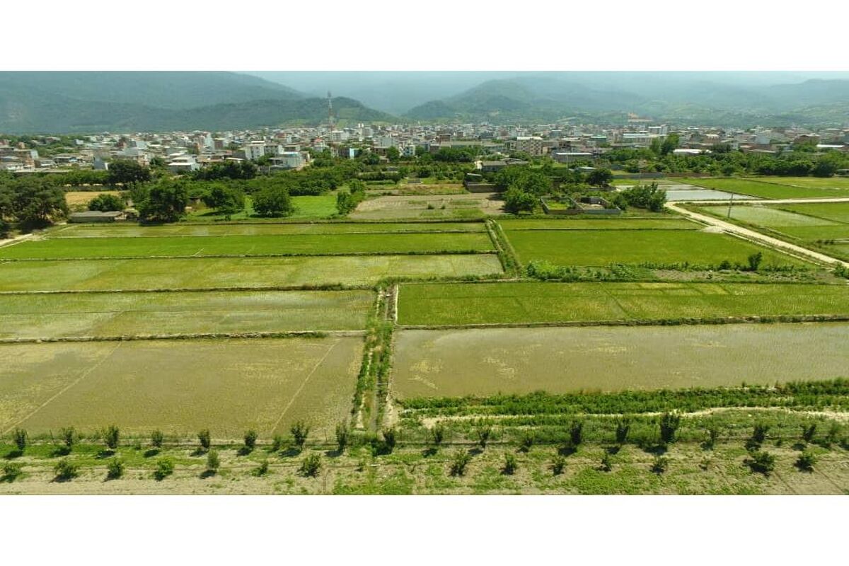 شالیزار گلوگاه
