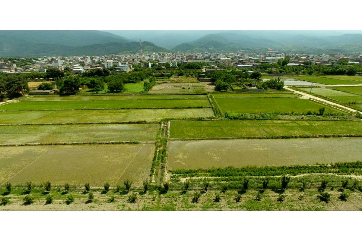 شالیزار گلوگاه