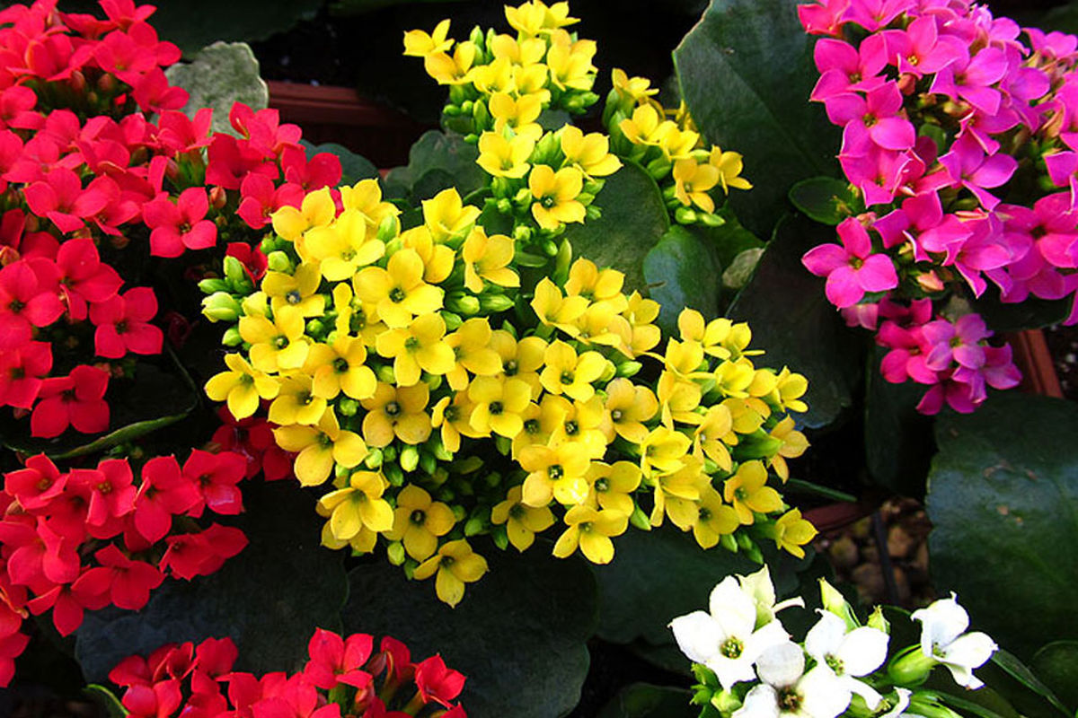 گل های زینتی