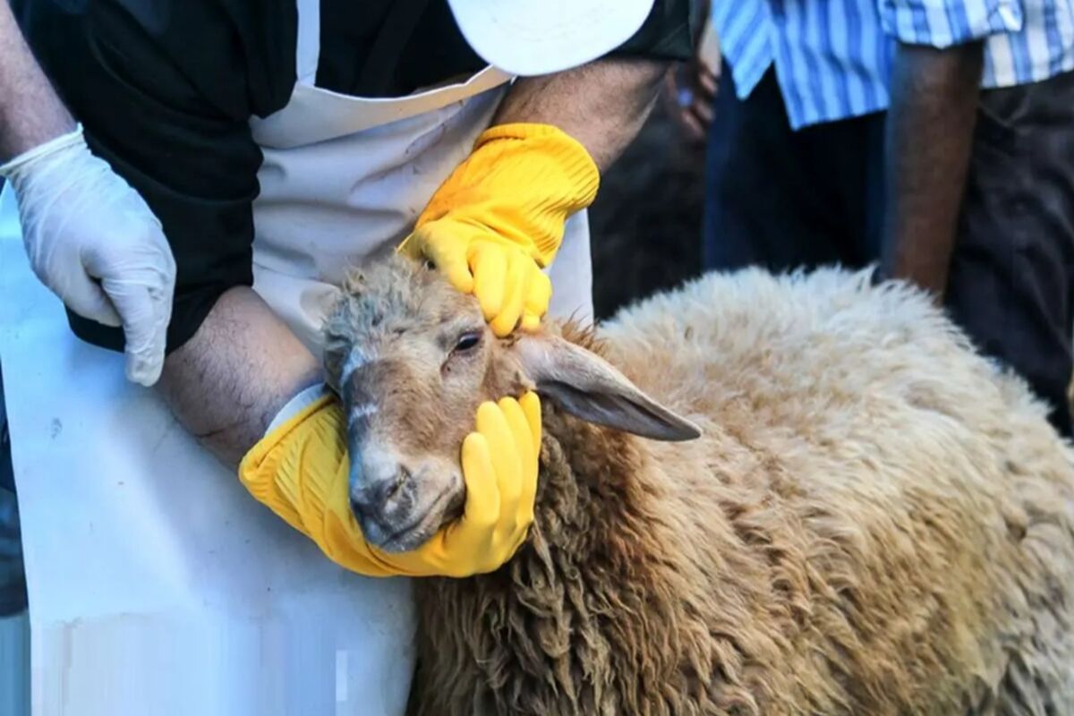 ذبح بهداشتی دام 