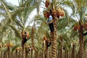 تولید بیش از ۱۶۵ هزارتن خرما در هرمزگان