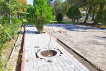 خشکیدگی درختان اردبیل؛ از افت آب‌های زیرزمینی تا آفت چوب‌خوار