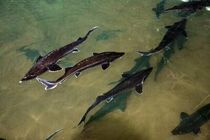 برداشت سه تُن ماهی خاویاری فیل‌ماهی از مزرعه طوفان رنجبری در رودان
