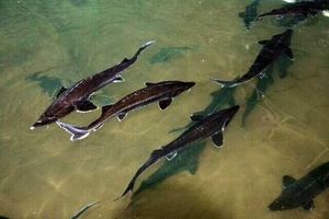 برداشت سه تُن ماهی خاویاری فیل‌ماهی از مزرعه طوفان رنجبری در رودان