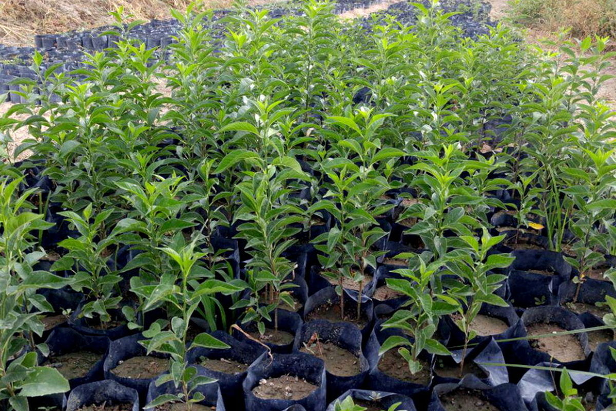 نهال استاندارد در کرمانشاه