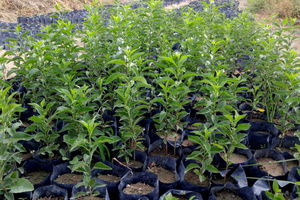 رتبه اول استان اصفهان در تولید نهال شناسنامه دار/ تولید بیش از 5 میلیون اصله نهال استاندارد