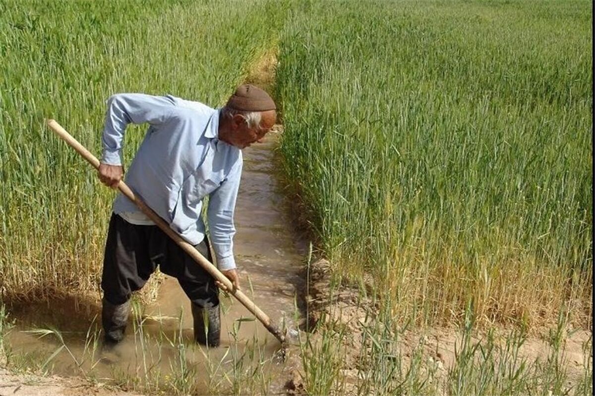 اراضی کرمانشاه زیر کشت گندم و جو