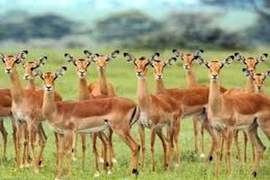 بزغاله کوهی در قرق روباز مهریز  طعمه چنگال عقاب شکاری شد