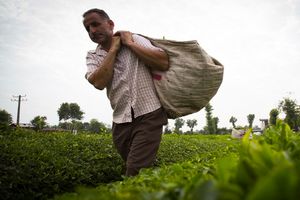 برداشت بیش از 82هزار و 509تن برگ سبز چای/پرداخت مطالبات چایکاران گیلان و مازندران