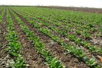 کشت چغندر قند با استفاده از نشا در سقز آغاز شد 