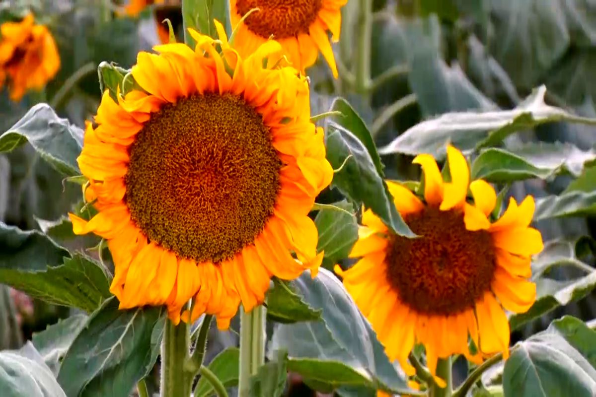 آفتابگردان