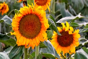 کاشت آفتابگردان در ۳۰۰ هکتار از مزارع شهرستان شاهین شهر و میمه