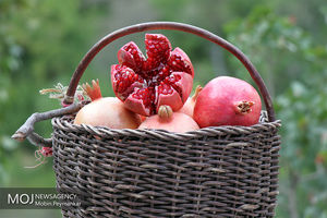 برداشت بیش از ۱۵۰۰ تُن انار از باغات اردبیل پیش‌بینی شد