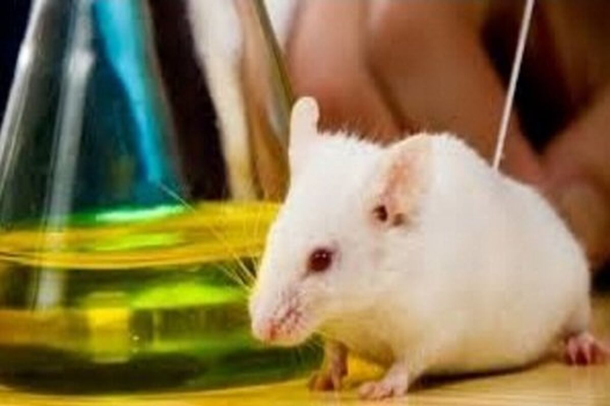 موش آزمایشگاهی